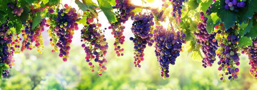 A grapevine in front of the sunlight 