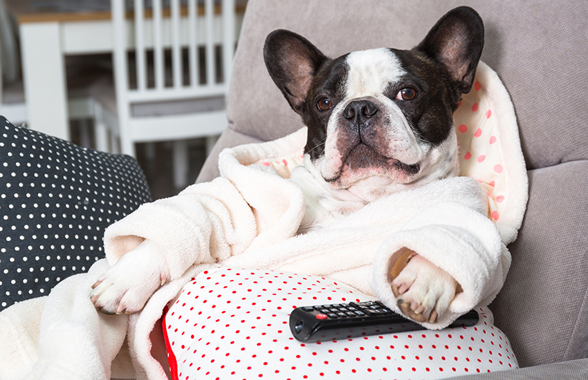 dog_in_the_couch