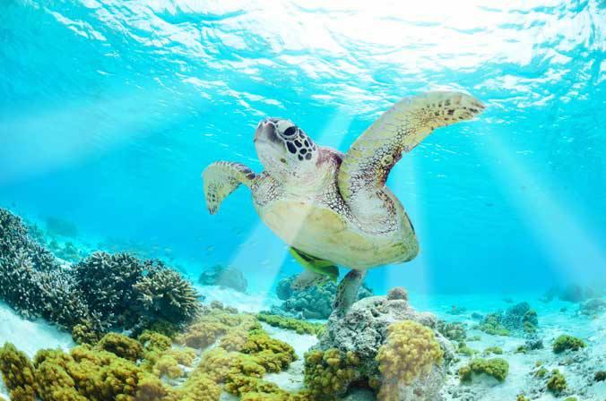 Caribbean sea turtle