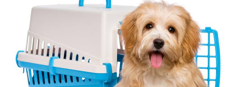 A dog in front of his cage