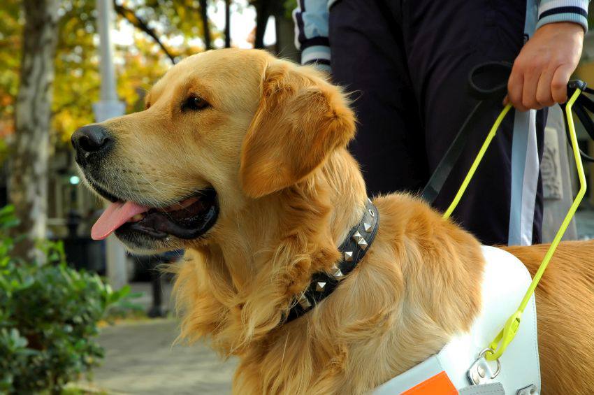 A golden retriever on a leash