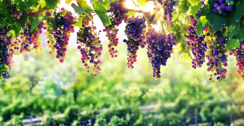 A grapevine in front of the sunlight 