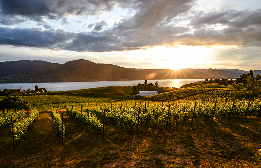 An agriculture field beside a body of water