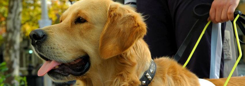 A golden retriever on a leash